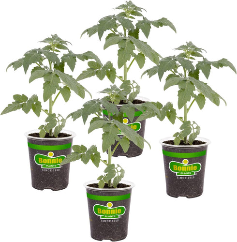 Bonnie Plants Park's Whopper Improved Tomato, 19.3 oz., 4-Pack, Live Plants