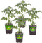 Bonnie Plants Park's Whopper Improved Tomato, 19.3 oz., 4-Pack, Live Plants