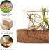 Lovers,3 XXXFLOWER Plant Propagation Station with Wooden Stand,Air Plant Terrarium Starter Kits Star Vases for Flowers