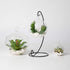 WGV Hanging Terrarium Globe, Clear Glass Vase Orb, 3" Width, 4" Height, DIY Air Succulent Planter, 6 Pieces Bulk