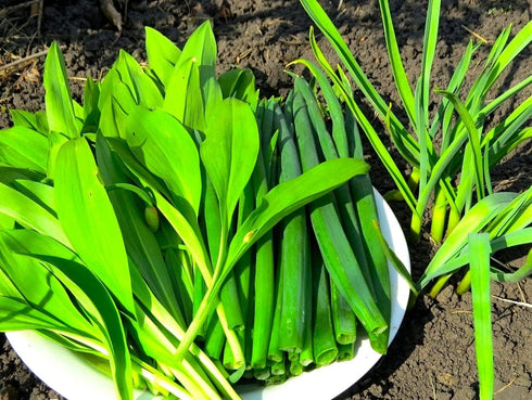 40 Wild Garlic Ramsons Buckrams Wild Onion Non-GMO Seeds for Planting