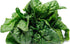 SeedsUA 300 Year-Round Giant Spinach Seeds Green Heirloom Vegetable for Planting Non GMO Seeds