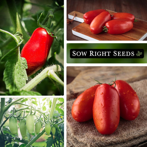 Packet (1) Sow Right Seeds - San Marzano Tomato Seeds for Planting - Non-GMO Heirloom with Instructions to Plant a Home