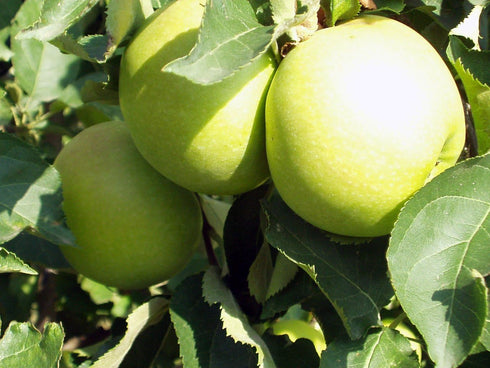 3 Golden Delicious Apple Tree - Grow Fresh Fruit - Live Plant Shipped Feet Tall by DAS Farms