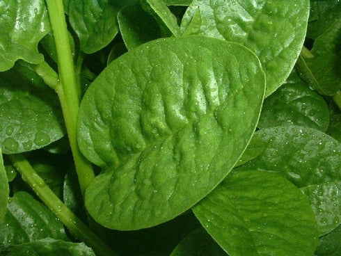 Unknown (50 Pack) Malabar Spinach Green Stem Variety - Seed Leafy Green Spinach - Non-GMO - Open Pollinated Seeds