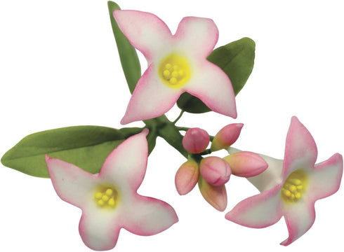 PME Daphne Flower Petal Cutters, Stainless Steel, Set of 2