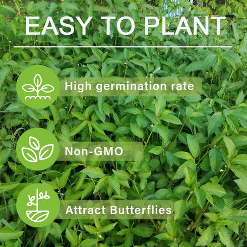 3000+ Organic Egyptian Spinach Seeds - Non-GMO Heirloom for Outdoor Planting
