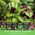 Survival Garden Seeds - Asian Vegetable Collection Seed Vault for Planting - Thai Basil, Napa Cabbage, Canton Pak Choi