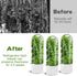 Sibosen 3 Pack 2-3 Herb Saver for Refrigerator Large Fresh Herb Keeper Cilantro Container for Refrigerator Vegetable