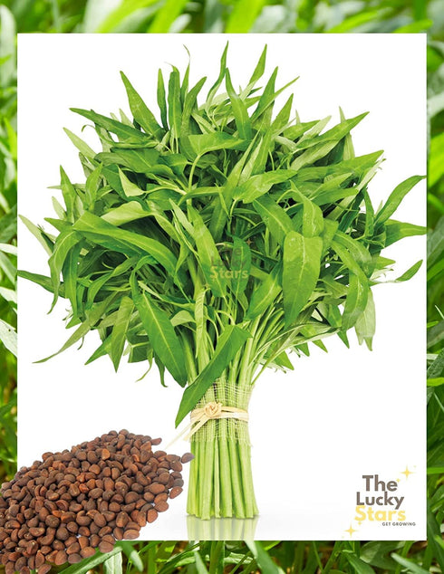 Generic 600 (30g) Seeds Kangkong Seeds - Rau Muong - Ong Choy - Morning Glory - Chinese Water Spinach Seeds | Non-GMO |
