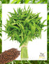 Generic 600 (30g) Seeds Kangkong Seeds - Rau Muong - Ong Choy - Morning Glory - Chinese Water Spinach Seeds | Non-GMO |