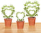 Hoya Trellis 3 Size Indoor Plants Flower Support Stakes Round or Heart