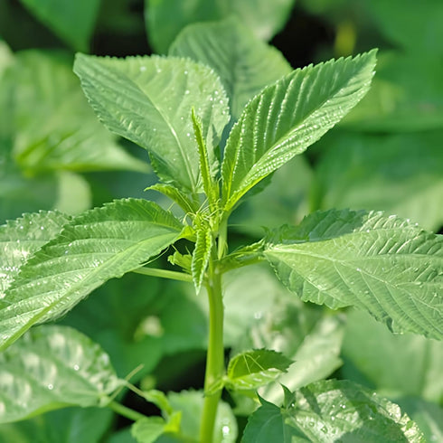 Generic 2000+ Seeds Egyptian Spinach, Jute Plant, Corchorus Olitorius Molokhia, Ewedu, Jute, Saluyot