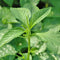 Generic 2000+ Seeds Egyptian Spinach, Jute Plant, Corchorus Olitorius Molokhia, Ewedu, Jute, Saluyot