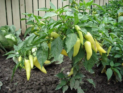 Seeds,25 Count Sweet Banana Pepper COOL BEANS N SPROUTS Brand. Heirloom. Non-GMO. Home Gardening.