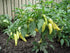 Seeds,25 Count Sweet Banana Pepper COOL BEANS N SPROUTS Brand. Heirloom. Non-GMO. Home Gardening.