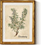 InSimSea Gold Bamboo Framed Canvas Wall Art, Retro Herbs Rosemary Botanical Paintings,