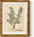 InSimSea Gold Bamboo Framed Canvas Wall Art, Retro Herbs Rosemary Botanical Paintings,
