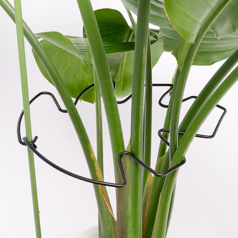 5PCS 9x7.6in Yohsnor Black Monstera Plant Stem Support - Adjustable & Durable Indoor Plant Stake for Cactus