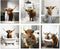 MINI ZOZI Cow Bathroom Decor 8x10, 6PCS Canvas Pictures Wall Decor Funny Highland Cow Prints Art