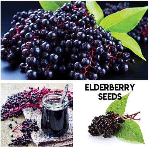 Mulberry. 100 Packaged Fruit Garden Seeds Kit for Growing - Elderberry, Blueberry, Red Strawberry, White Strawberry