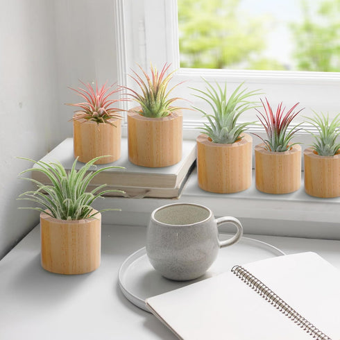 6 1.2" 1.4" Bigmeta Pcs Wood Air Plant Holder - & Rustic Style Airplant Display Stands for Women Gifts