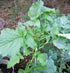 25 Country Broccoli Raab Seeds, Rapini, Heirloom, Non GMO, Seeds, Delicious a Culinary Delight, Creek Acres