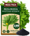 The Lucky Stars 3000+ USA Premium Egyptian Spinach Seeds (Molokhia), Non-GMO Seeds, Fast-Growing, Low Maintainance,
