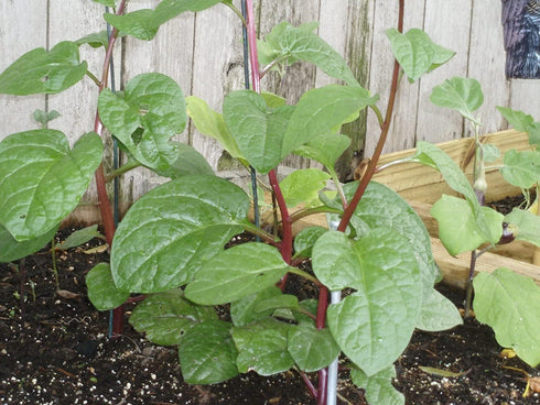 Stemmed 93% Gaea's Blessing Seeds - Red Malabar Spinach Seeds - Non-GMO Seeds with Easy to Follow Planting Instructions