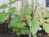 Stemmed 93% Gaea's Blessing Seeds - Red Malabar Spinach Seeds - Non-GMO Seeds with Easy to Follow Planting Instructions