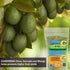 6-4-6 (3 Avocado Citrus Tree Plant Food for Outdoor/Indoor Gardening | Quick-Release Nitrogen Fertilizer | Orange