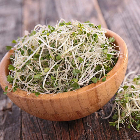 1 Lb Handy Pantry Broccoli Sprouts Seed Organic- - Non-GMO Organic Broccoli Seeds for Sprouting, Microgreens Sprouting