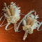 Dried Flowers Boutonnieres Set of 2 for Men, Rustic Boho Fall Wedding Grooms Buttonhole with Pampas Grass Decoration