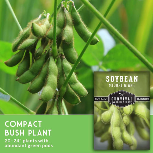 (3 Packs) Midori Giant Soybean Seeds for Planting - Grow Protein-Rich Edamame Pods in Your Home Vegetable Garden