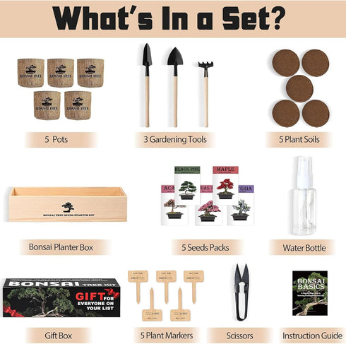 5 Indoor Bonsai Garden Starter Kit, Seeds Growing into Red Maple, Wisteria, Black Pine, Judas Tree, Acacia, Including