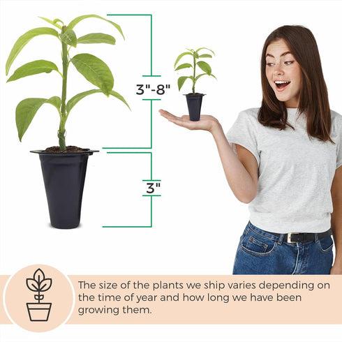 (4 Pack) 'Giant Granadilla' Passion Fruit Vines Live Starter Plants for Planting, Ideal for Creating Lush Garden