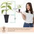 (4 Pack) 'Giant Granadilla' Passion Fruit Vines Live Starter Plants for Planting, Ideal for Creating Lush Garden