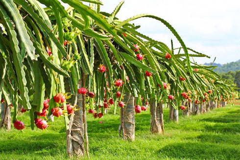 The Lucky Stars 250 95% Rare Red Dragon Fruit (Pitaya) Seeds - Germination Rate - Thanh Long RUT - Hylocereus