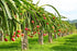 The Lucky Stars 250 95% Rare Red Dragon Fruit (Pitaya) Seeds - Germination Rate - Thanh Long RUT - Hylocereus