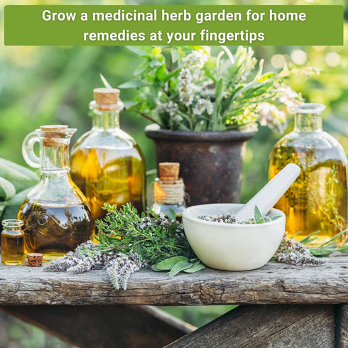 Sow Right Seeds - Large Medicinal Herb Seed Collection for Planting - Chamomile, Echinacea, Lavender, Mint, Lovage
