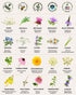 40 Pack, Tactiko Survival Medicinal & Tea Herb Seeds Variety Indoor & Outdoor Herbal Garden Kit, USA Grown Heirloom