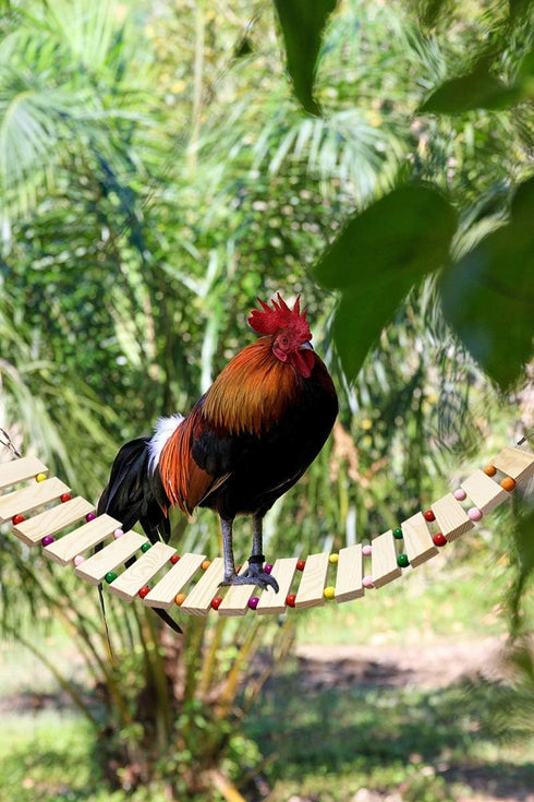 Vehomy Chicken Coop Toy - Natural Wood Chicken Ladder, Swing, Perch for Hens, Poultry, Rooster, Chicks