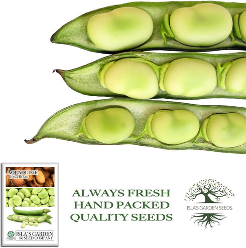 25 Aquadulce Fava Bean Seeds (Vicia faba) Non-GMO Heirloom Seeds by Islas Garden Seeds, Cold-Hardy Broad Bean for Fall