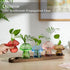 5 Glasseam Mushroom Plant Propagation Stations: Glass Terrarium Jars with Wood Stand - Unique Hydroponic Planters