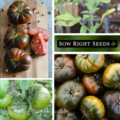 (1) Sow Right Seeds - Black Krim Tomato Seeds for Planting - Medium Dark Maroon Beefsteak - Non-GMO Heirloom Tomato