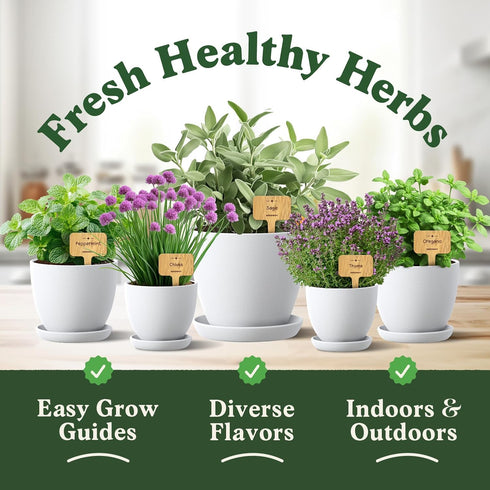 10 Pack: (10 Pack) Seedboy Organic Non GMO Herb Variety Basil, Cilantro, Mint, Oregano, Parsley, Thyme, Chives, Dill