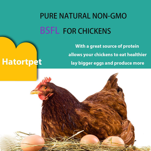 10LB-Pure Dried Black Soldier Fly Larvae Natural Non-GMO BSF Larvae for Chickens-More Calcium Than Mealworms