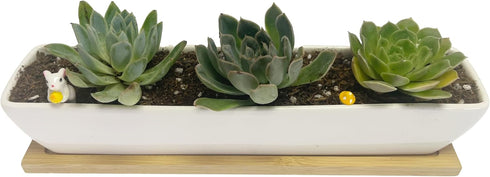 White Succulent Planter Pot Set of 2 - 11.1x2.36x1.77 Inch Long Rectangular Modern Ceramic with Saucer for Office