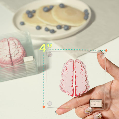Anatomic Brain Specimen Coasters, Set of 10, Neuroscience Gifts for Medical Students