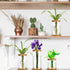 3 3 Office(Common Maxcheck Pcs Sizes Plant Propagation Station Separated Glass Plant Terrarium Water Hydroponic Planter